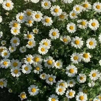 菊花头像大全唯美伤感