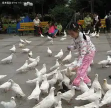 女生在海边喂鸽子头像