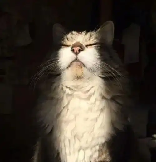 缺维生素d对备孕怀孕影响这么大如何补充