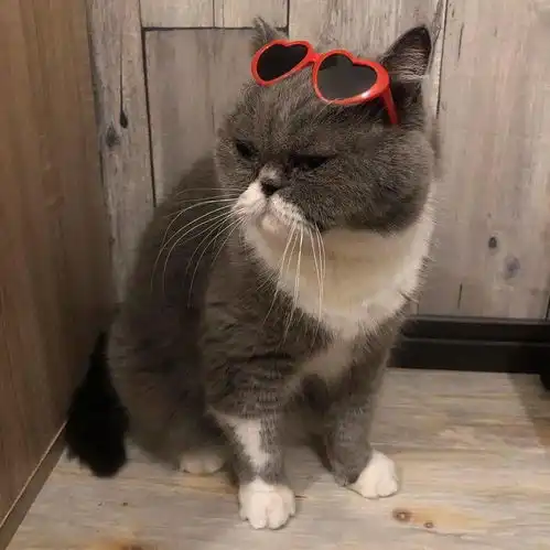 猫猫狗狗都有专用眼镜戴了哈哈哈哈哈太好玩了