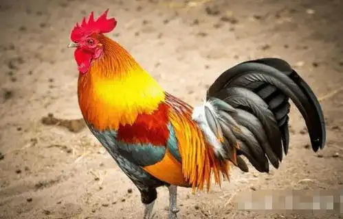 老人常说子女出生最怕属这个生肖,这其中有什么讲究