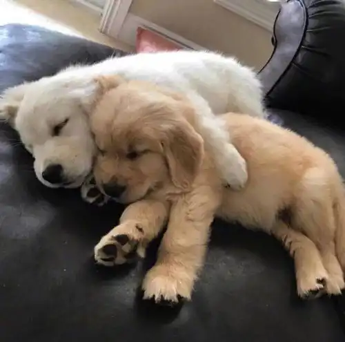 宠物头像她是世界上最美好的女孩子,幸好我也是女孩子,可以一直陪在她身边