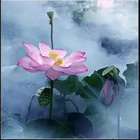 学佛的微信头像荷花微信头像图片大全