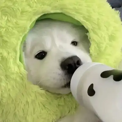 2023最新可爱狗狗微信头像