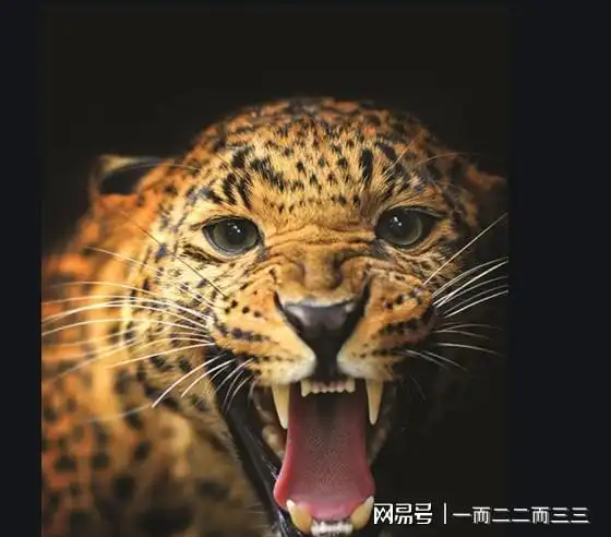 仍有2只金钱豹在逃,附近居民注意安全