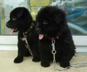 养狗半年发现是熊汪星人撞脸熊孩子