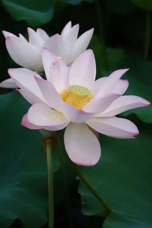 荷花我不想卷了,我想开了