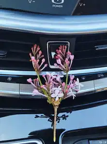 美女博瑞ge,春天花开正艳