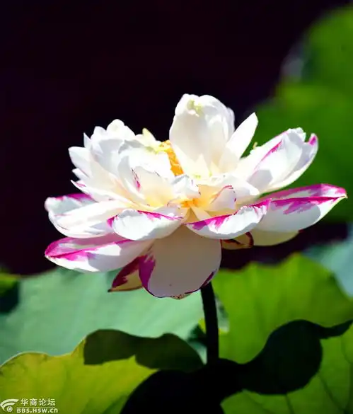 大唐芙蓉园荷花开了,每周一次免费进园不过瘾