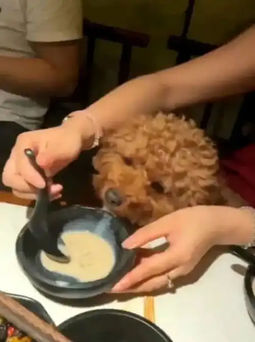 无锡女子用餐勺舀汤喂宠物店长餐具都扔掉了