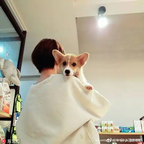 成都女孩爱犬走失半月疑因索钱未果被捡狗人从6楼摔死