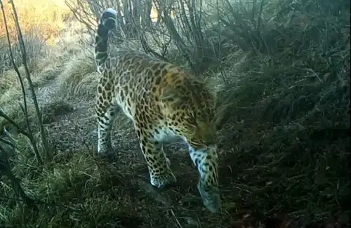 河北驼梁出现金钱豹,体态健硕步伐矫健,双眼在黑夜中散发青光