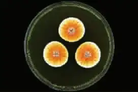 新疆活化石仙女虾霸气侧漏盘点你绝对没见过的稀有物种