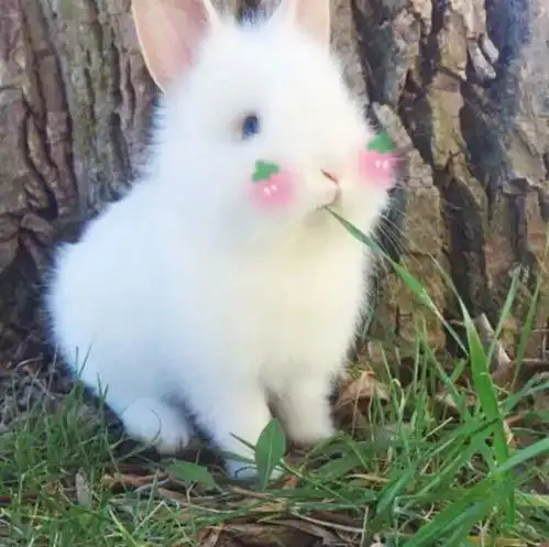 动物头像没有不进步的人生只有不进取的人