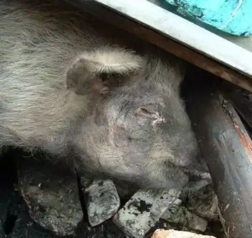 笑掉大牙女子网购小香猪,同吃同睡,但接下来的事让人意想不到