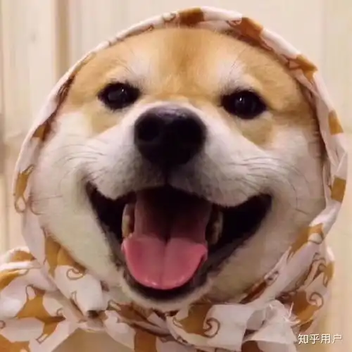 菲梦少女头像林娜狗狗