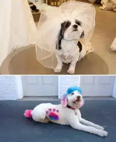 头像女生宠物爱犬