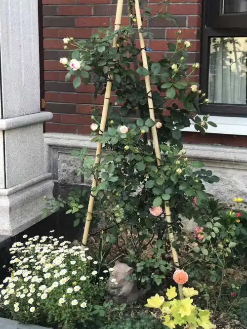 你见过最惊艳的女生卧室是什么样的