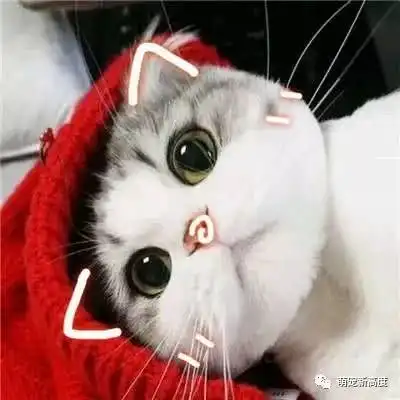 萌宠猫咪,可爱图片大全