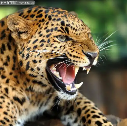 金钱豹豹子高清图片素材