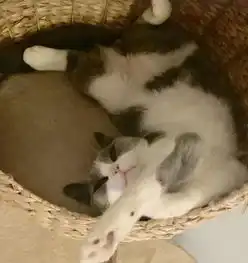 劈叉小猫头像