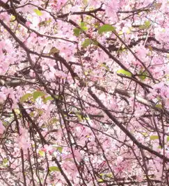 昆明三月,一路繁花相迎