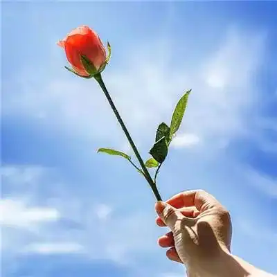唯美带花女生头像随便学