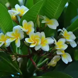 当植物爱上跨界植物中的十二生肖花,你见过几种