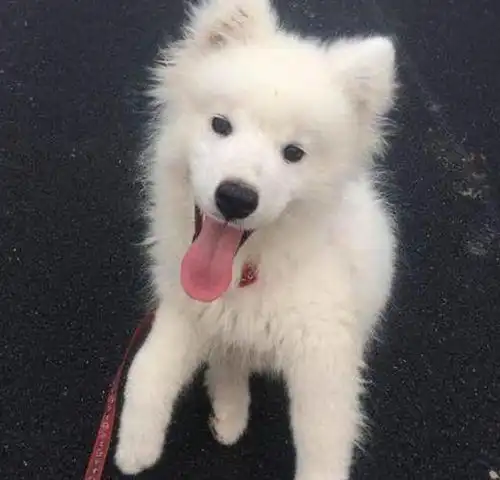 萨摩耶长得像土狗,网友将狗送人后肠子悔青