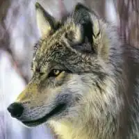 微信有很多狼头的头像微信头像图片大全