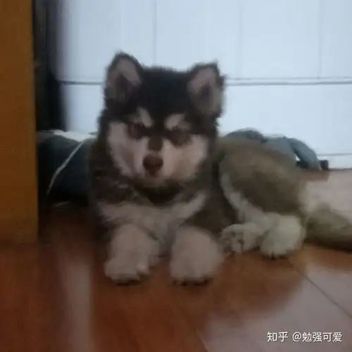 在淘宝上买宠物靠谱吗