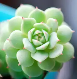 适合新手养的多肉植物入门级名单,萌系高颜满分