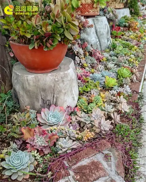 少女心的多肉植物多肉联萌