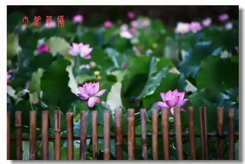 夏日炎炎,旗袍美女荷你相约铅山天柱山消夏避暑