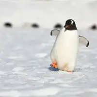 南极微信头像唯美南极洲头像