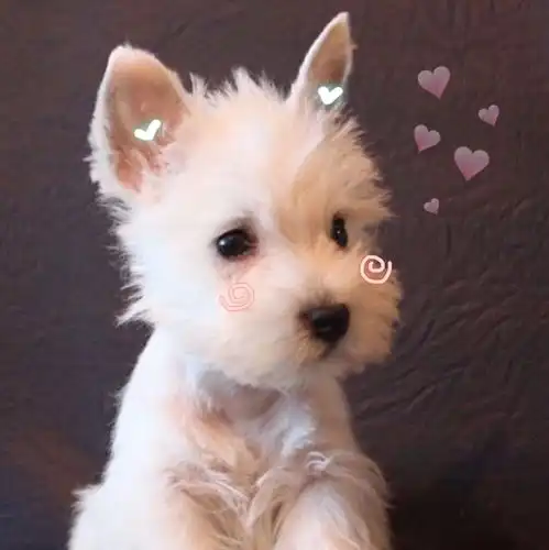 萌狗狗山河倾覆