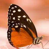 翅膀阔大,颜色美丽好看的唯美qq蝴蝶头像图片精选