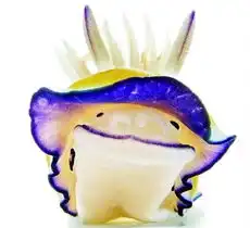 南师大教授20多年画了100多种鱼凑齐海洋版十二生肖