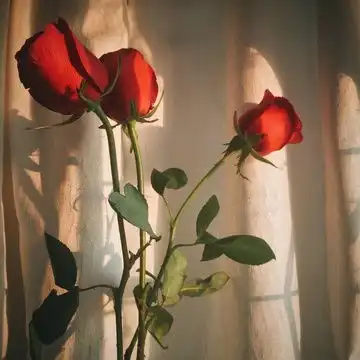 微信女头像招财吉祥带来