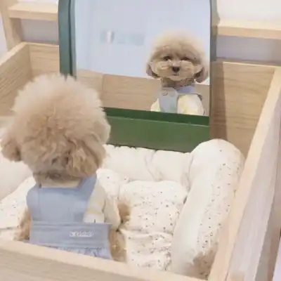 宋知意无水印萌宠头像可可爱风景静物头像我要个性网