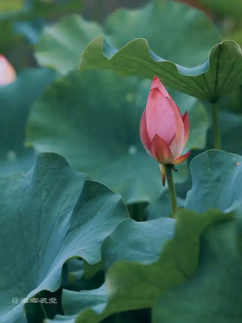 西安旅游推荐大唐芙蓉园的荷花已经开了,就等你来赏了