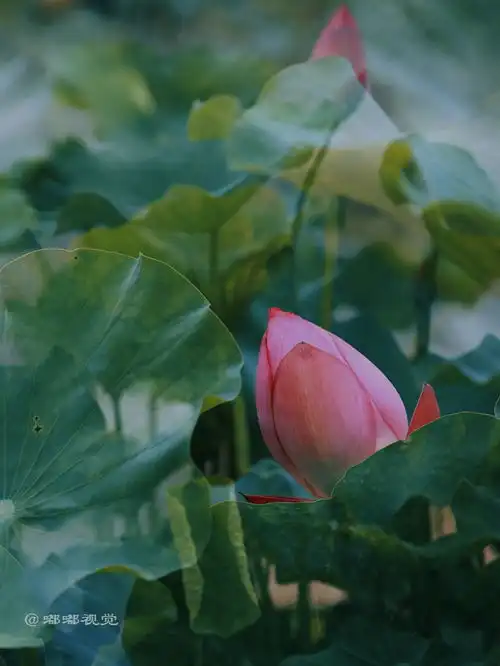 西安旅游推荐大唐芙蓉园的荷花已经开了,就等你来赏了
