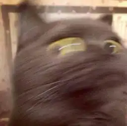 您的狗粮请签收