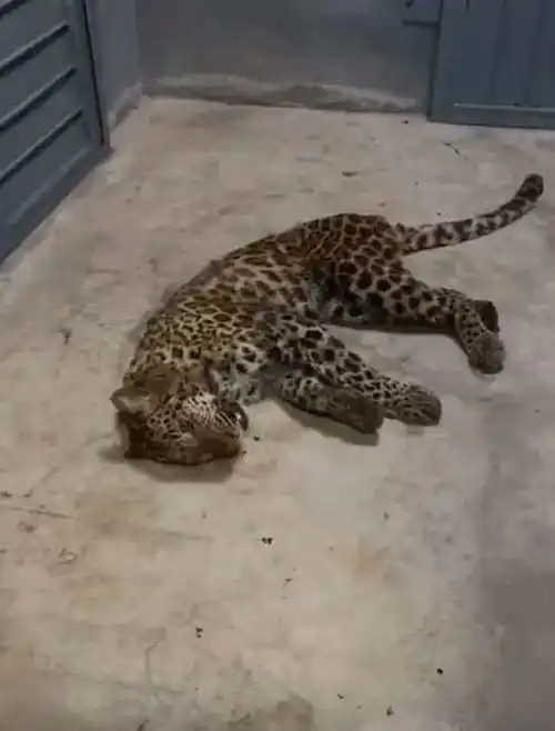 瞒报18天被抓的总经理,涉嫌这几种罪