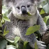 考拉吃树叶的图片头像微信头像图片大全