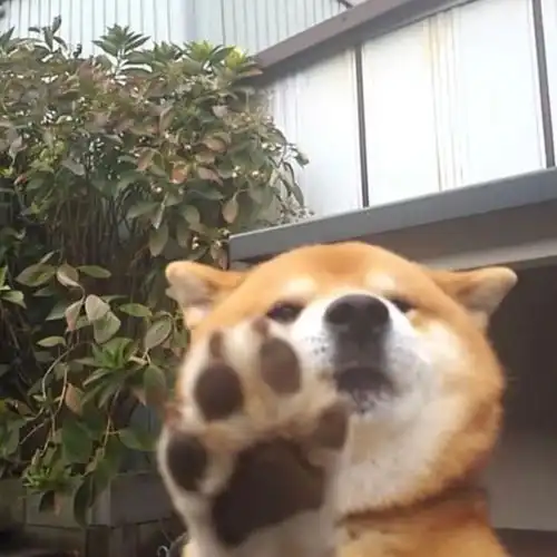 白羊座霸气头像女柴犬