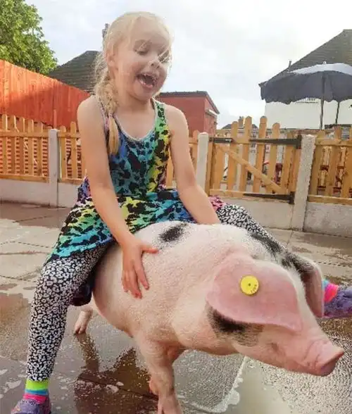 英国小女孩养了一只275公斤的大猪当宠物,闲时也带它去溜溜