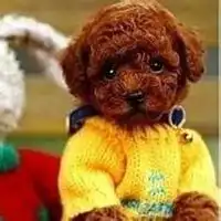 泰迪头像大全可爱微信头像图片大全