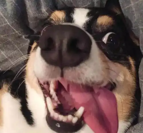 听说新冠肺炎后,很多人不养宠物了