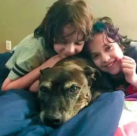 9岁小女孩坚持要收养一只老狗狗,理由让人泪目